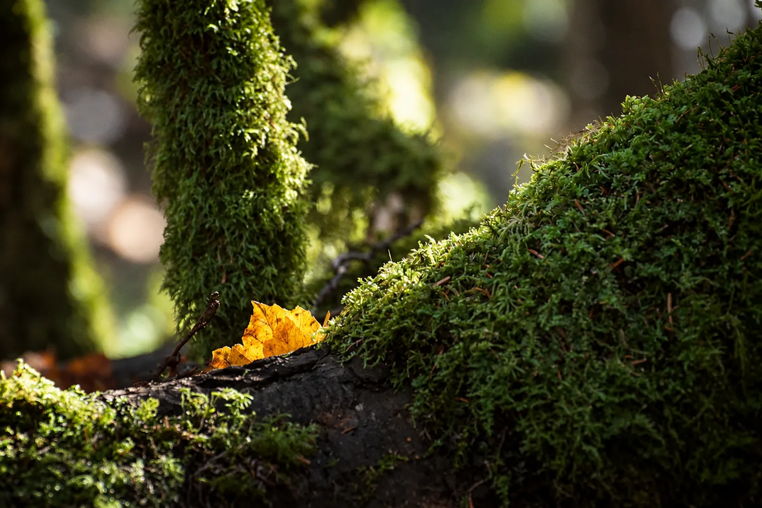 Immersion poétique et scientifique dans les forêts du Vercors cet automne